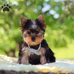 Bolt, Yorkie Puppy